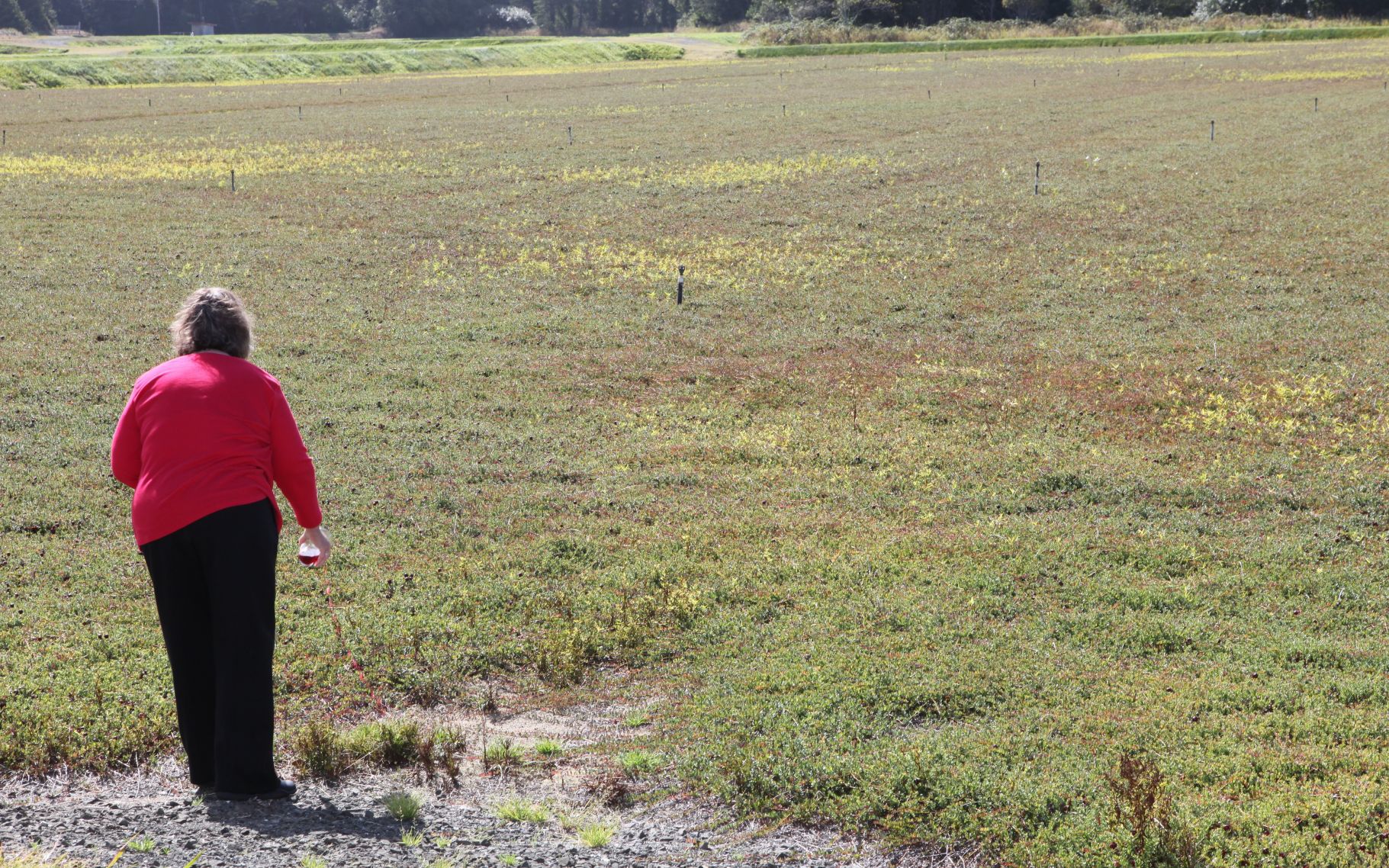 Blessing of the Cranberry Harvest